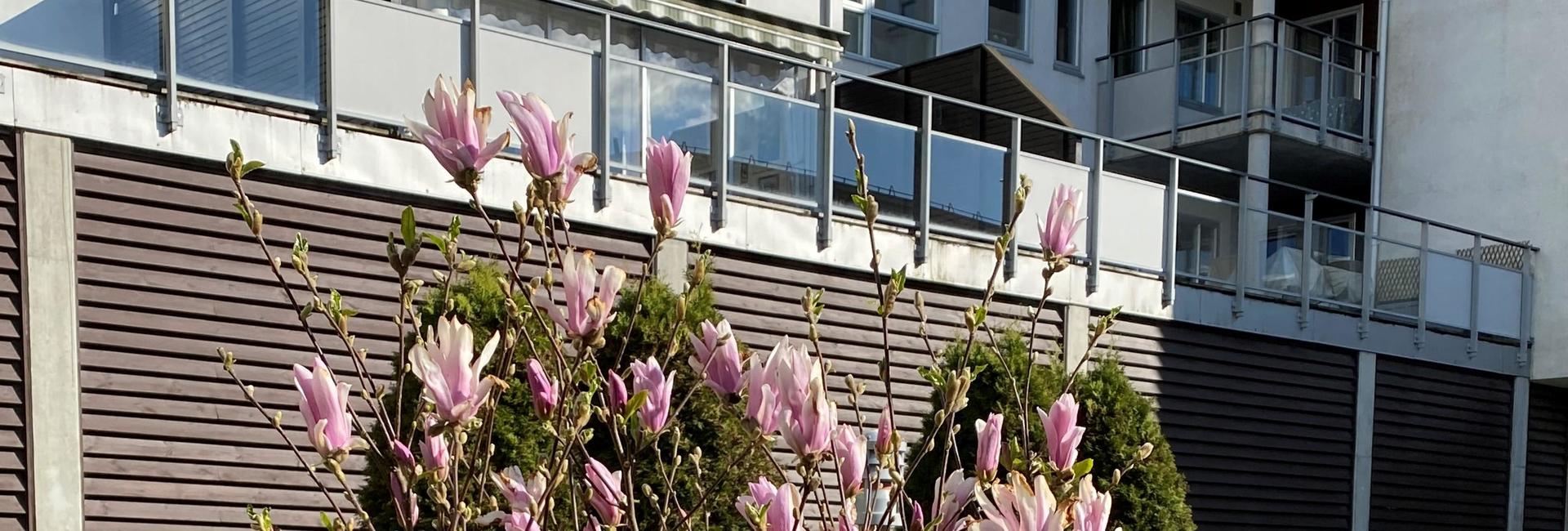 Midtbyen terrasse boligsameie_2.jpg